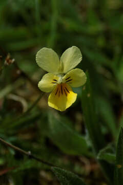 Image of yellow calamine violet