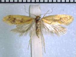 Image of Tingena ophiodryas