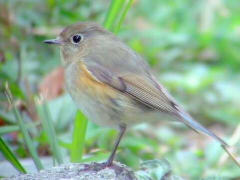 Image of Orange-flanked Bush-Robin