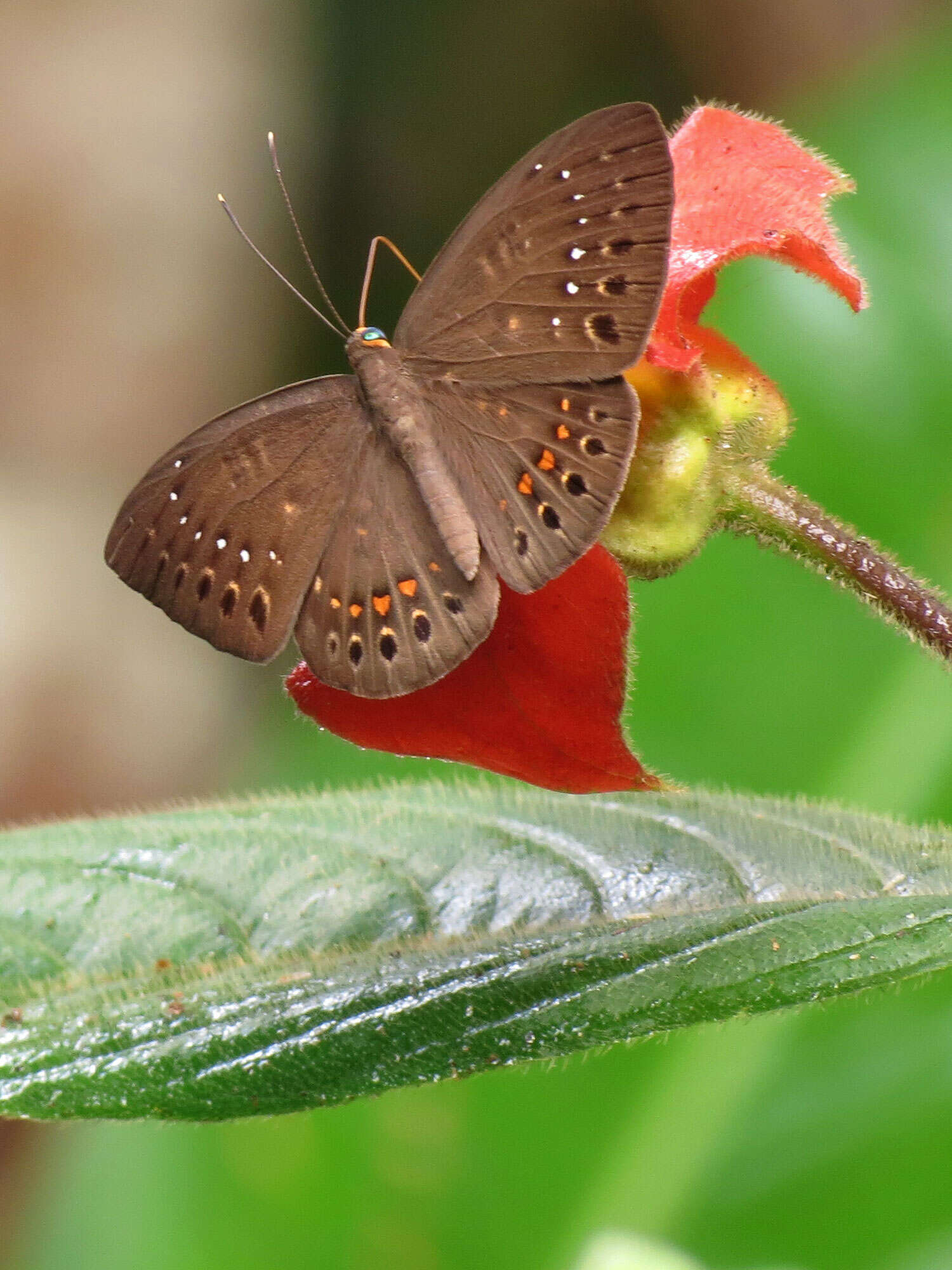 Imagem de Eurybia elvina Stichel 1910