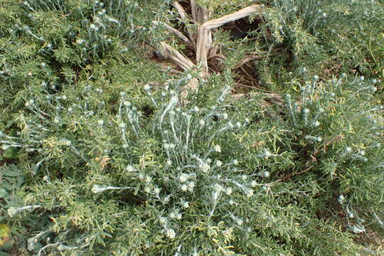 Слика од Achillea cretica L.