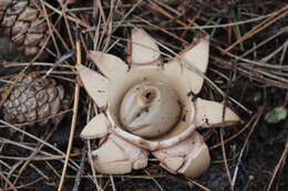 Image of Collared Earthstar