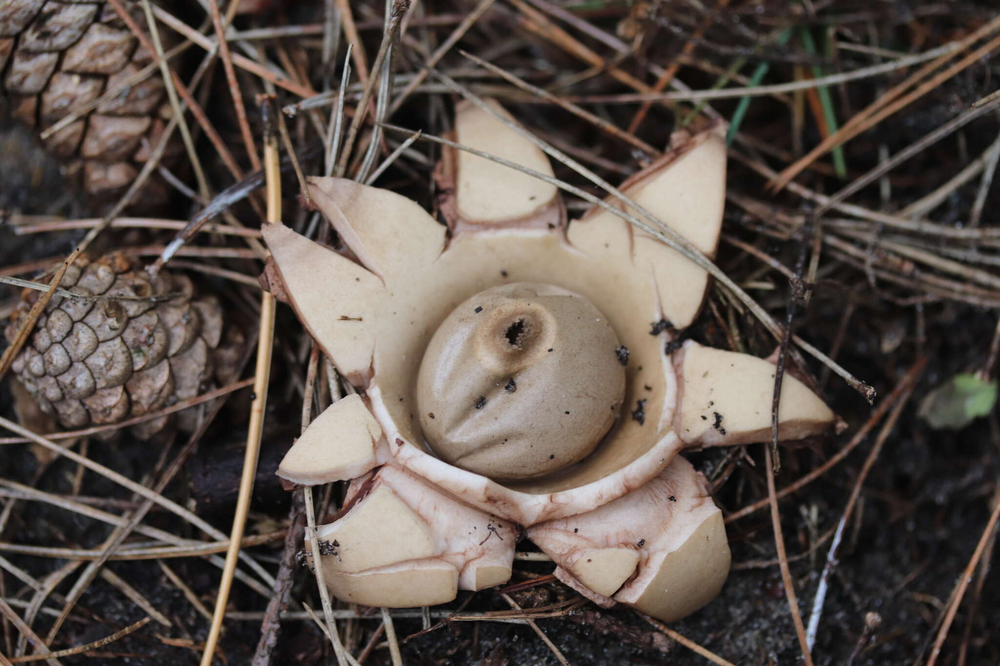 Image of Collared Earthstar