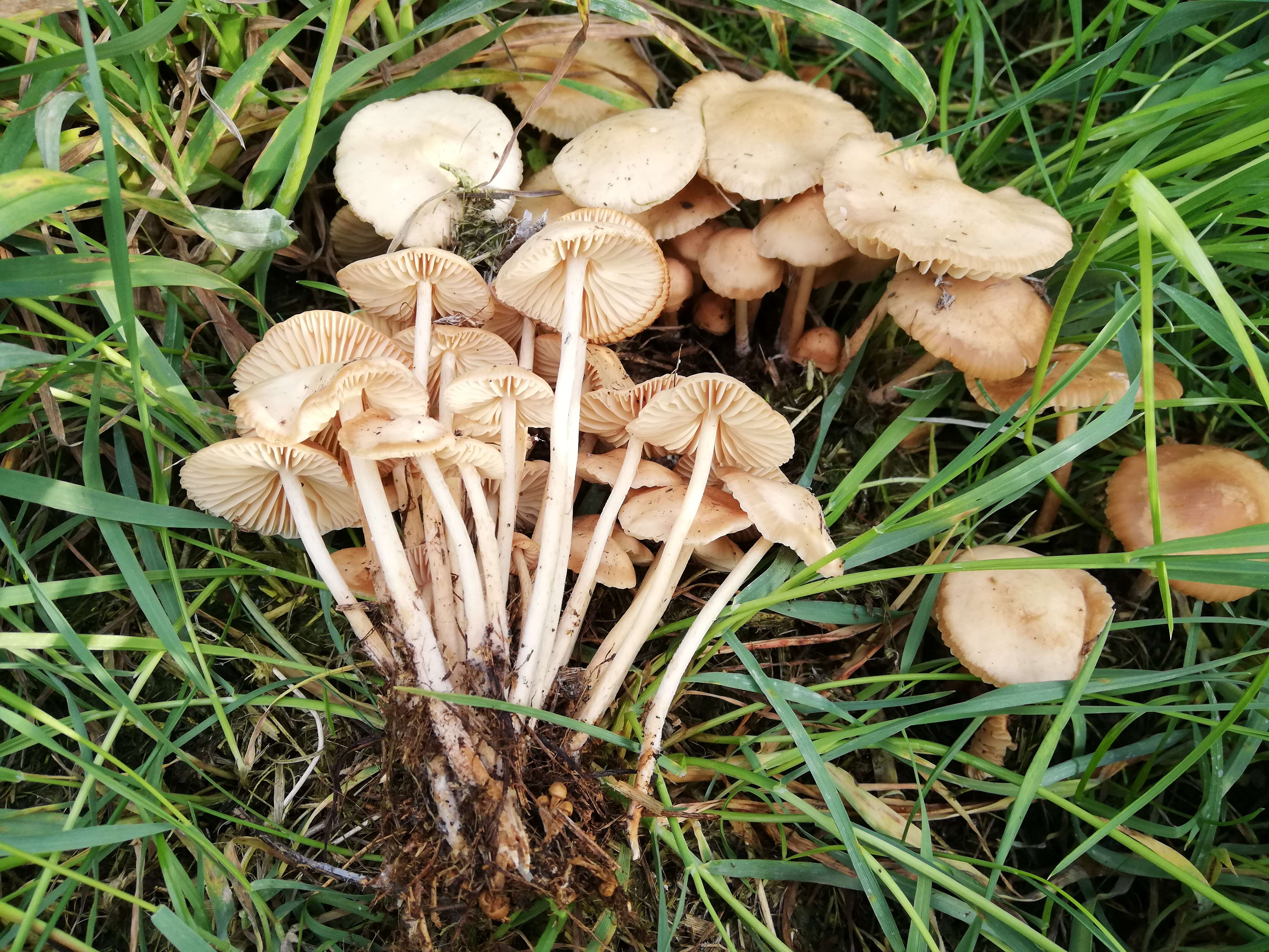 صورة Marasmius oreades (Bolton) Fr. 1836