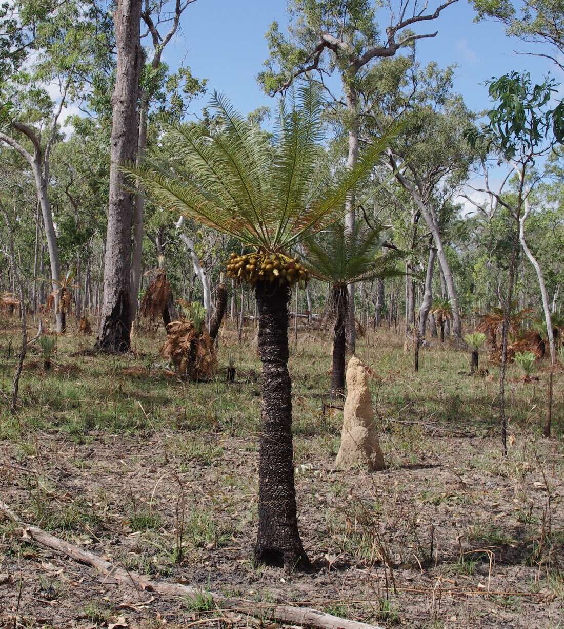 Image of Cycas yorkiana K. D. Hill