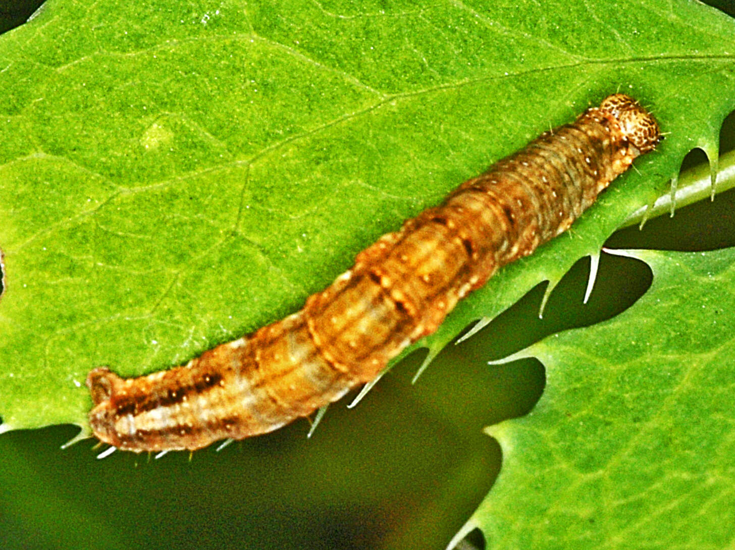 Image of Barberry carpet moth