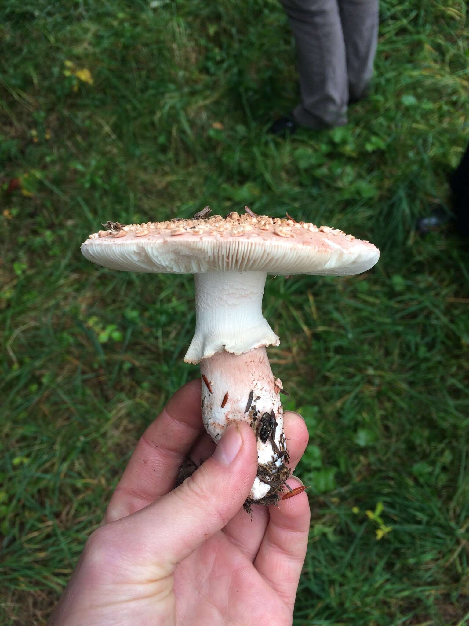 Image of Amanita rubescens Pers. 1797