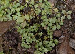 Image of Fool's-Watercress