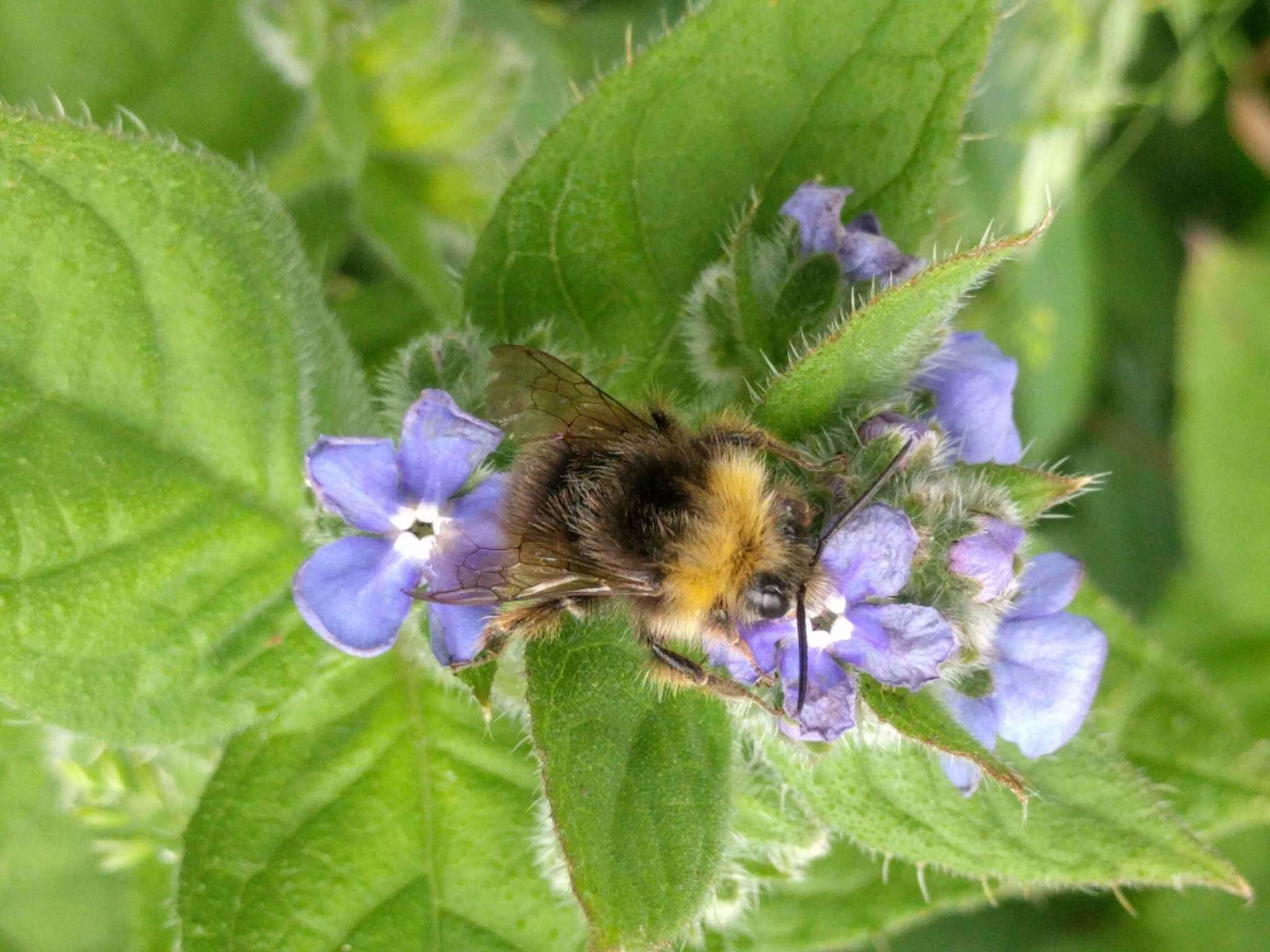 Plancia ëd Bombus pratorum (Linnaeus 1761)