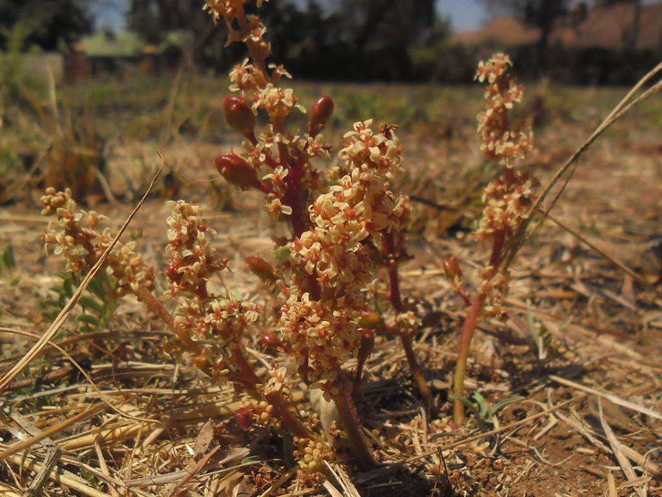 Image of Lannea edulis (Sond.) Engl.