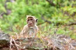 Imagem de Macaca sinica (Linnaeus 1771)