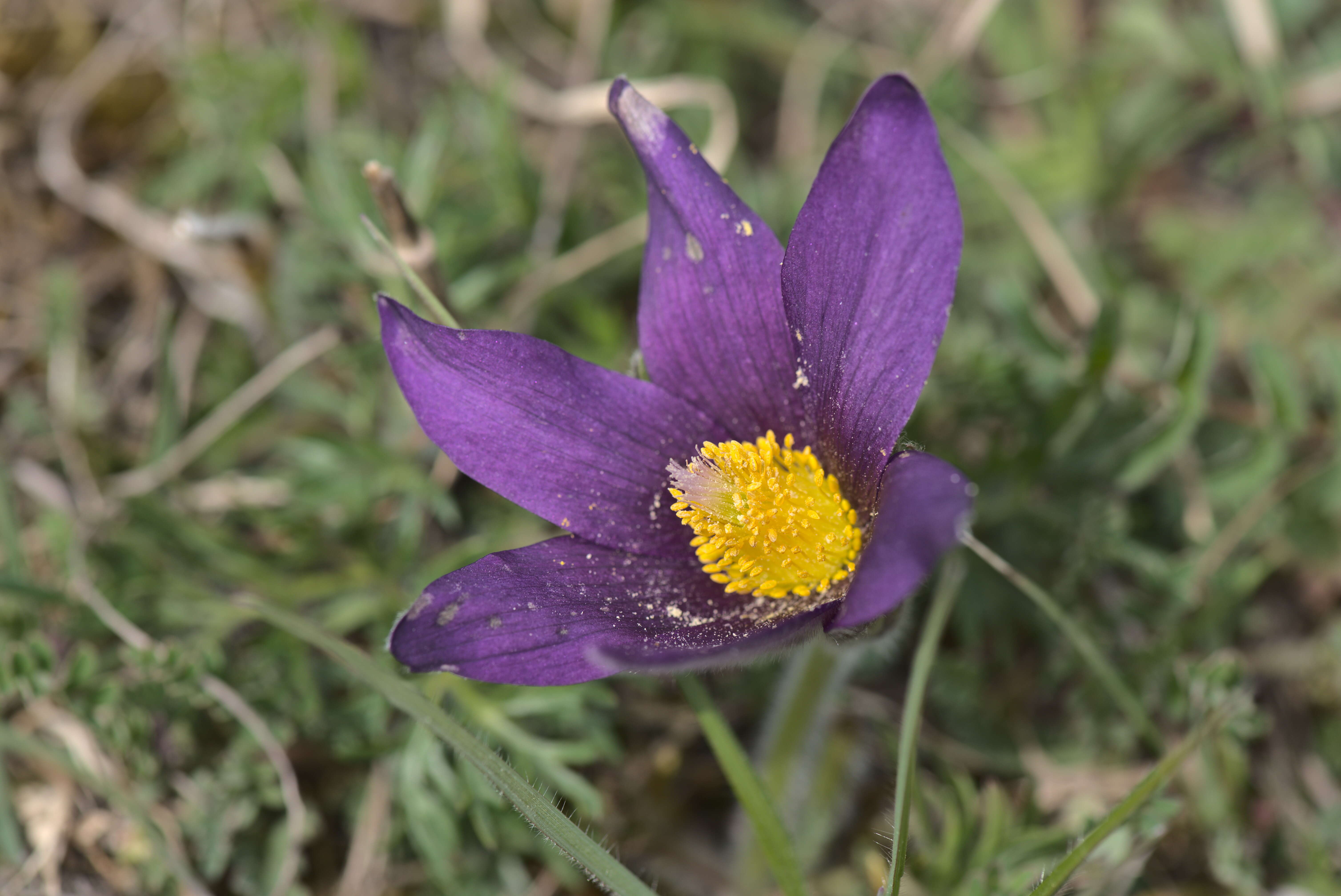 Imagem de Pulsatilla vulgaris Miller