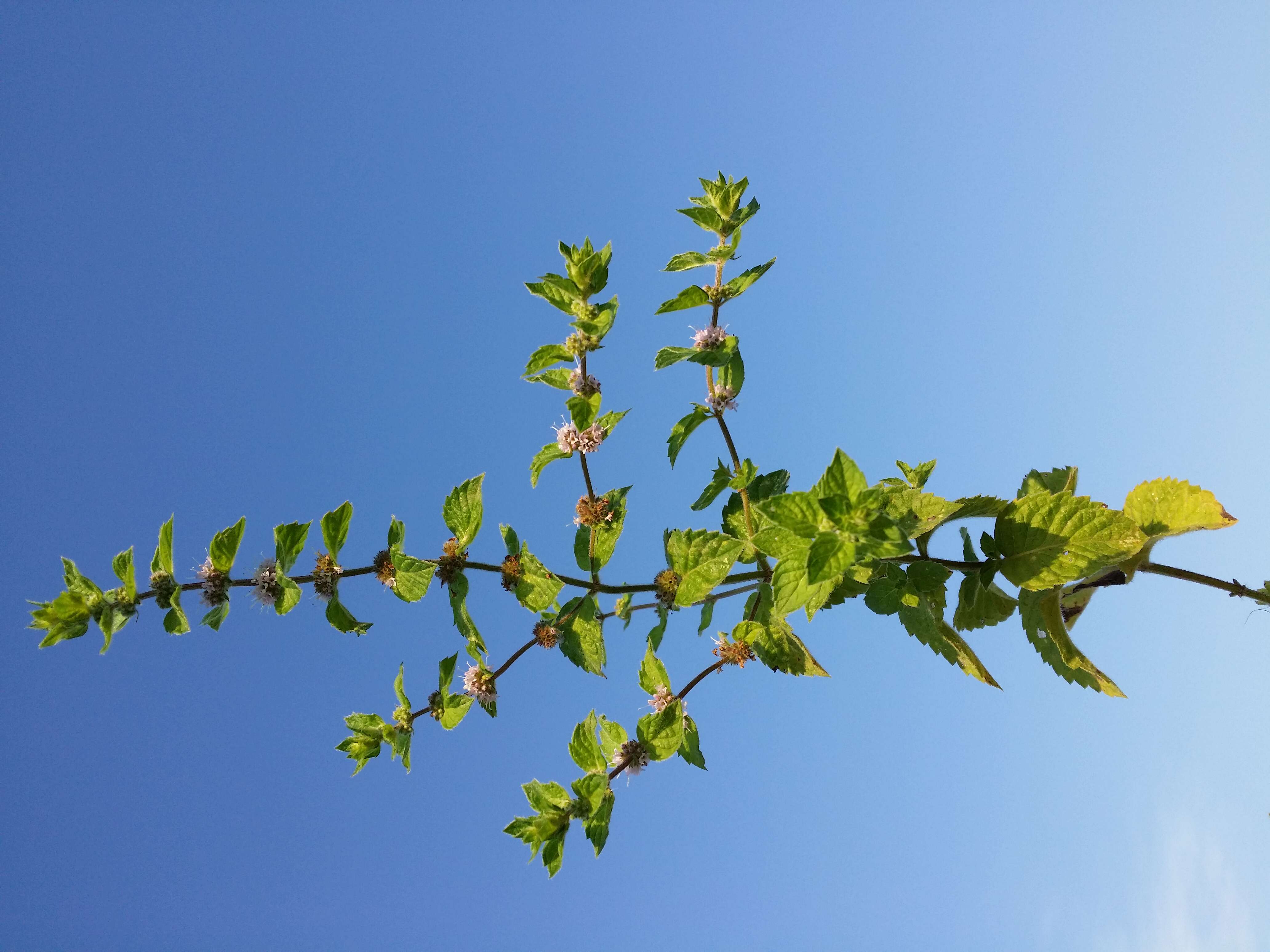 Image of wild mint