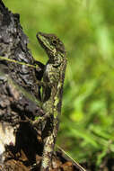 Image of Okinawa Tree Lizard