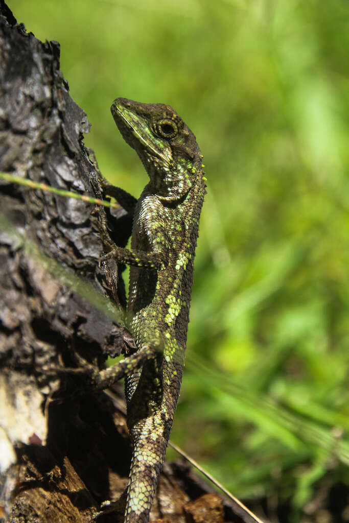 Image of Okinawa Tree Lizard