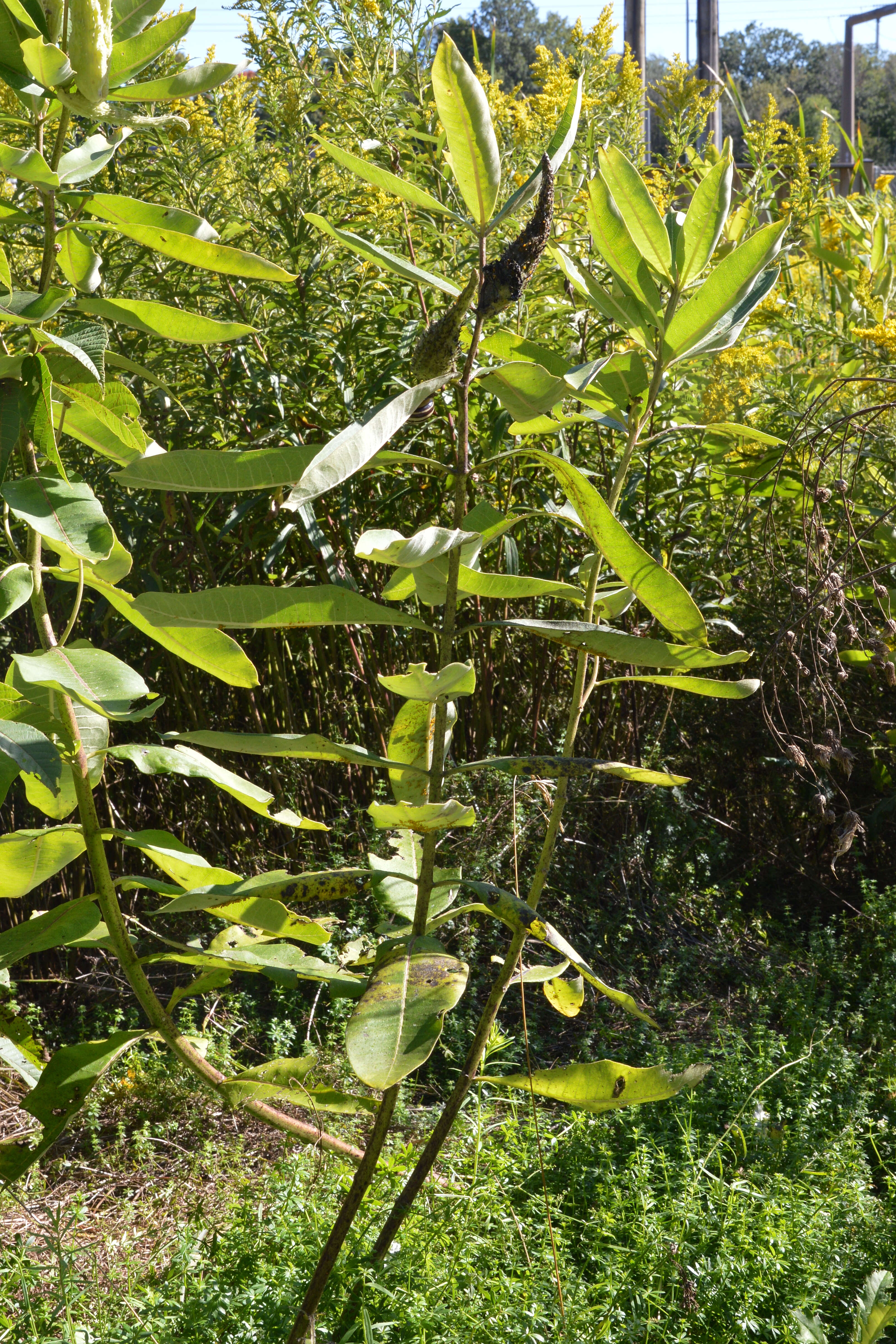 Image of common milkweed