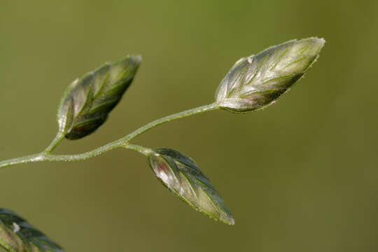 Imagem de Eragrostis cilianensis (All.) Janch.