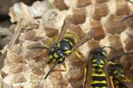 Image of Common wasp