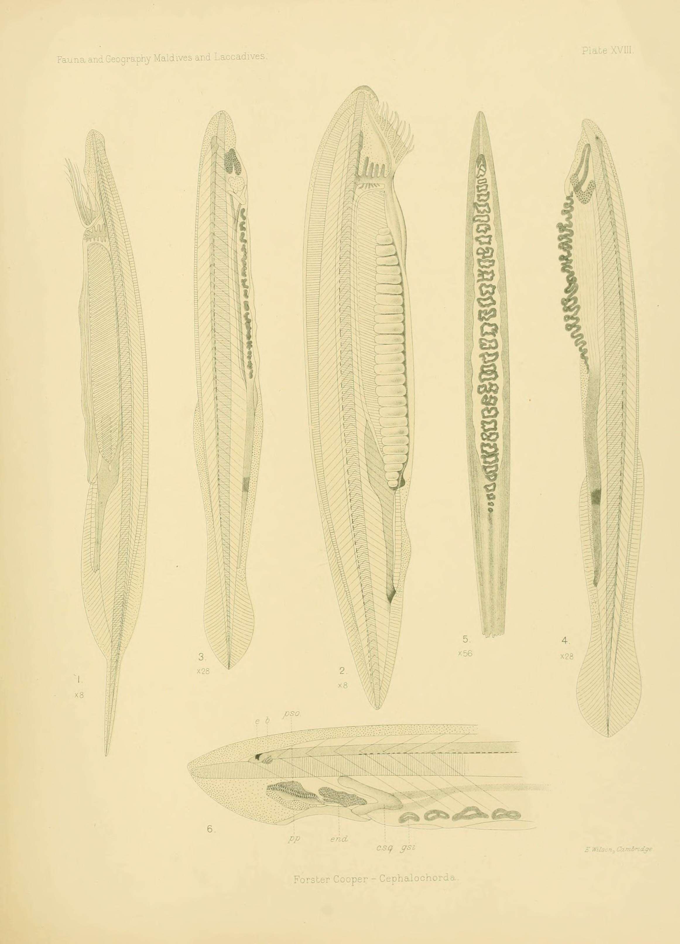 Image of Epigonichthys