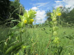 Image of European yellow rattle