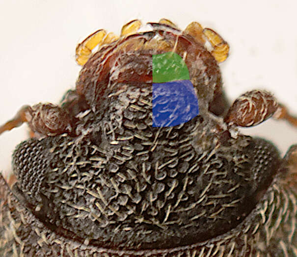 Image of Sap-feeding beetle