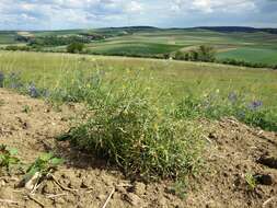 Image of bushy wallflower