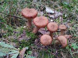 Image of Armillaria ostoyae (Romagn.) Herink 1973