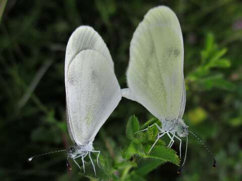 Image of Wood White