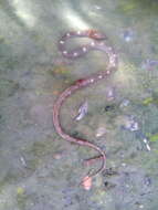 Image of Common Wolf Snake