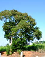 Image of small Philippine acacia