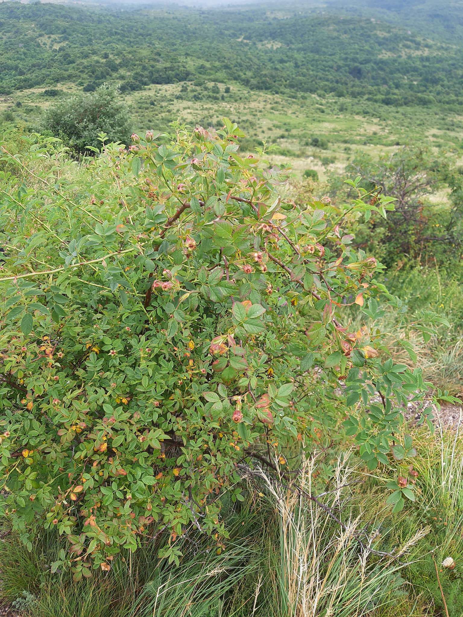 Image of dog rose