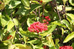 Image of Ixora chinensis Lam.