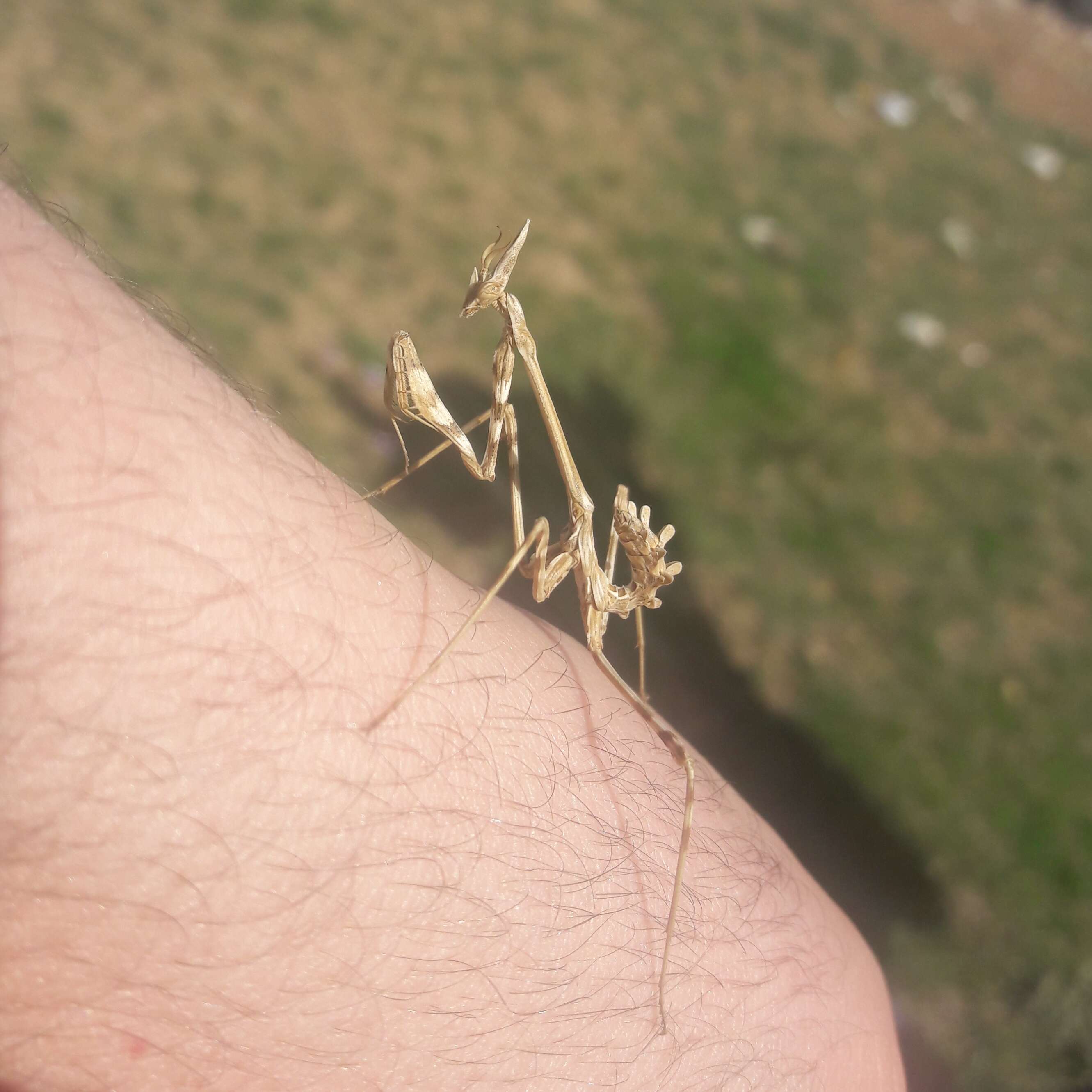 Image of conehead mantis