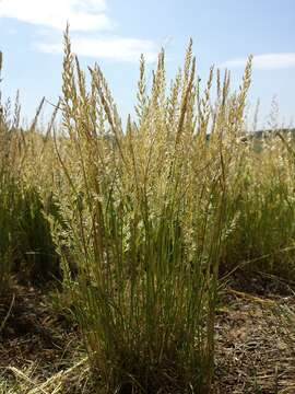 Image of June grass