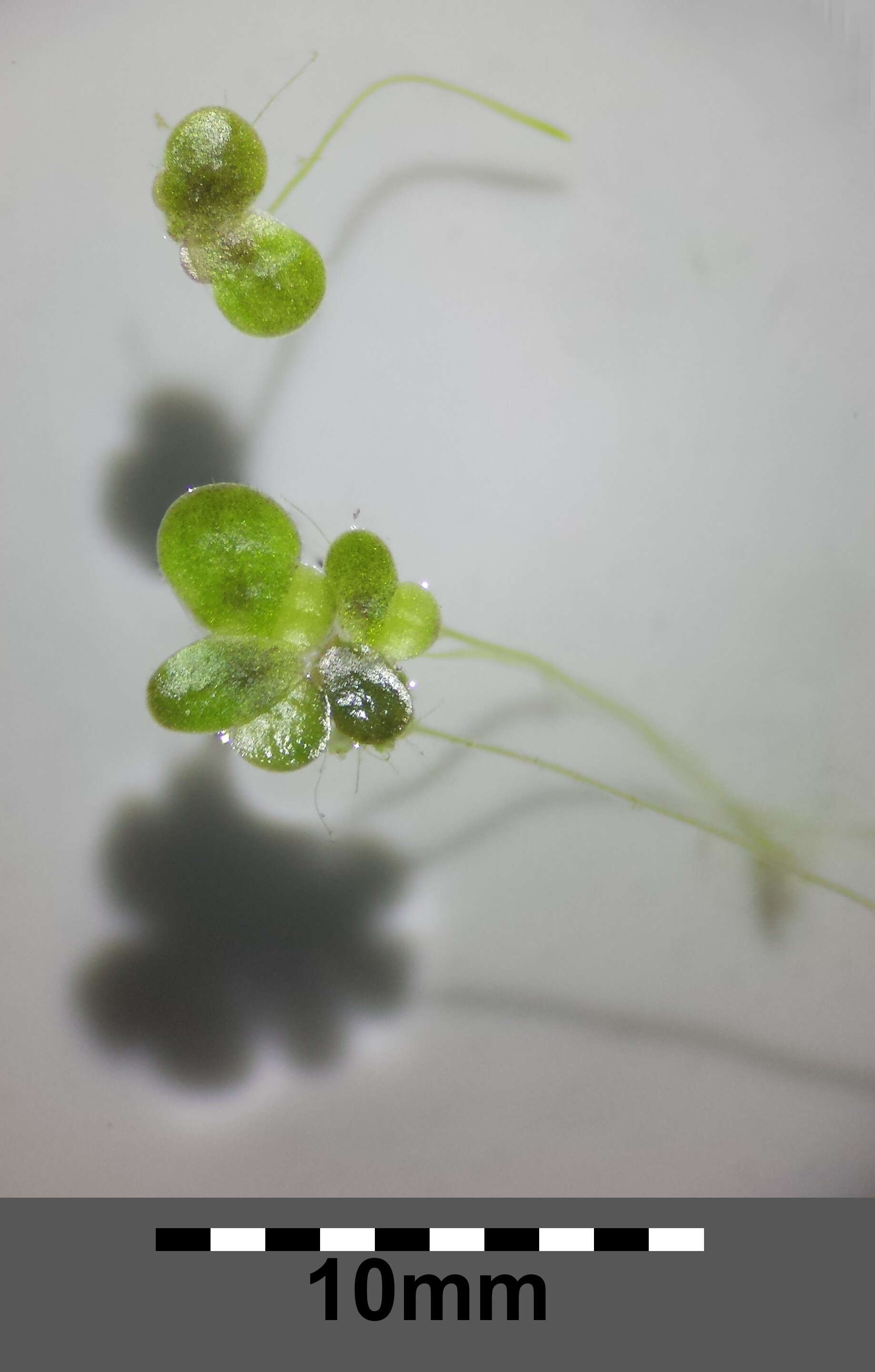 Image of turion duckweed