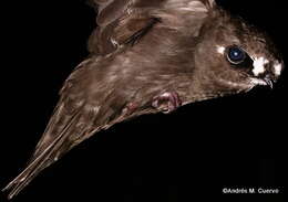 Image of Spot-fronted Swift