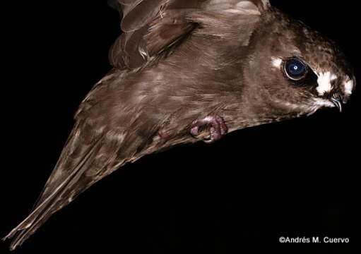 Image of Spot-fronted Swift