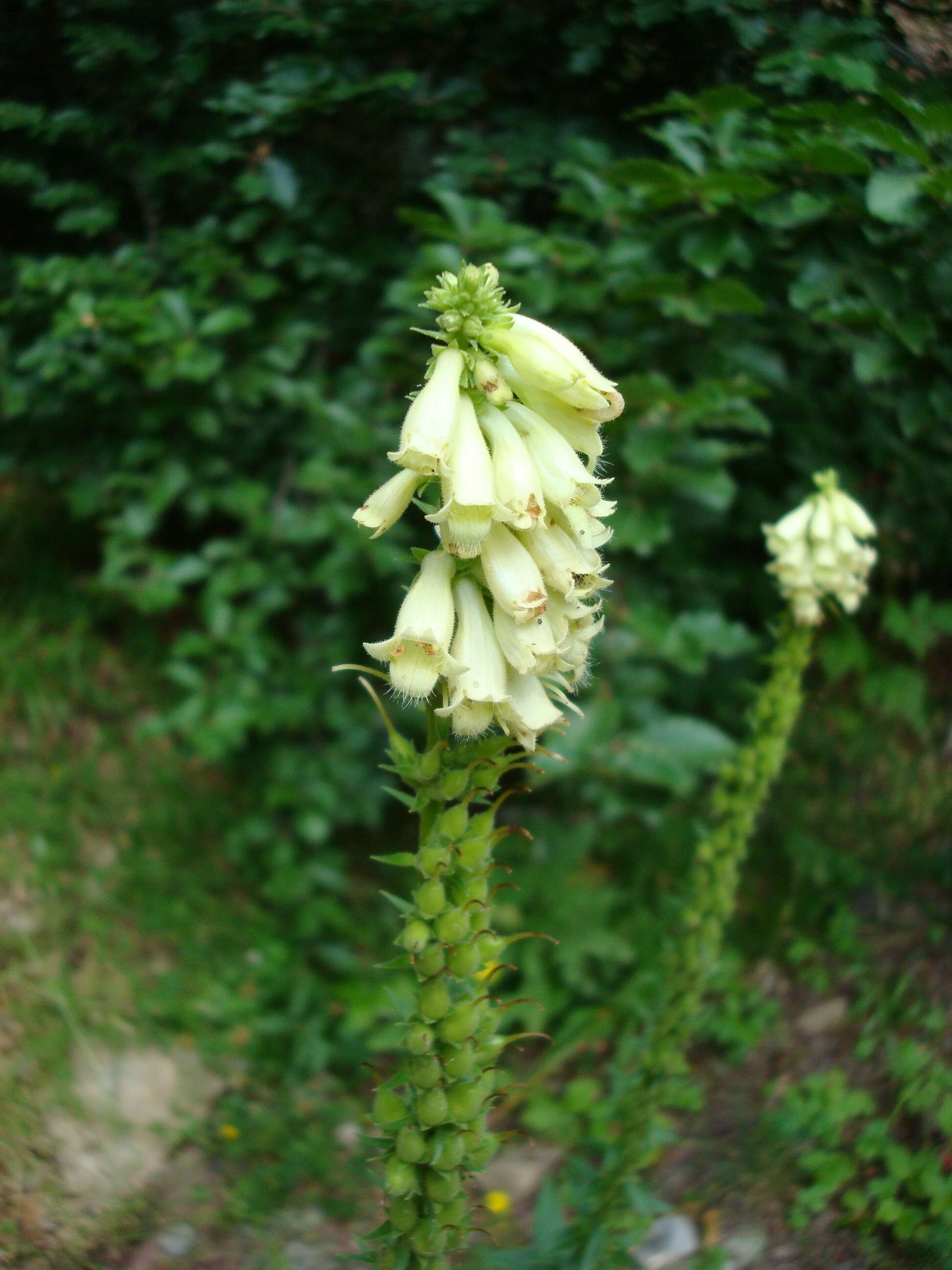 Imagem de Digitalis viridiflora Lindl.