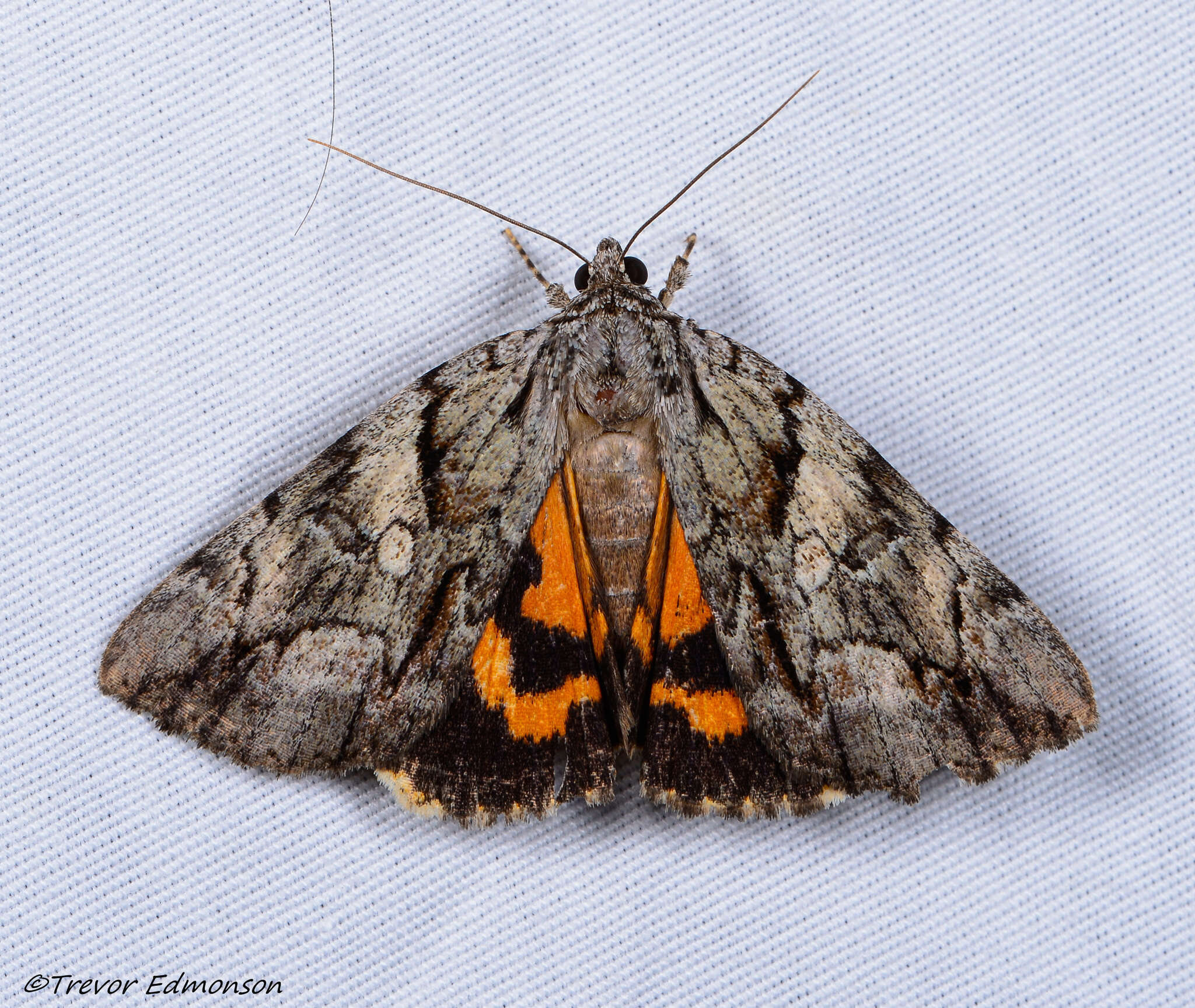 Image of Wonderful Underwing