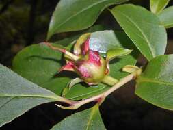 Image of Stewartia rostrata Spongberg