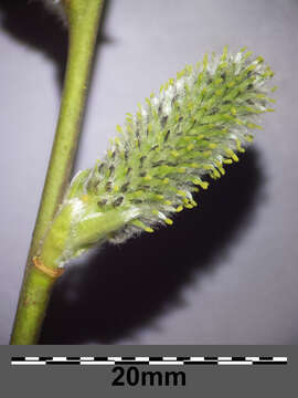 Image of goat willow