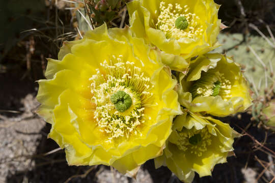 Image of Brownspine Pricklypear