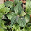 Image of Pachysandra axillaris Franch.