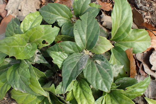 Image of Pachysandra axillaris Franch.