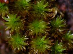 Image of rose rhodobryum moss