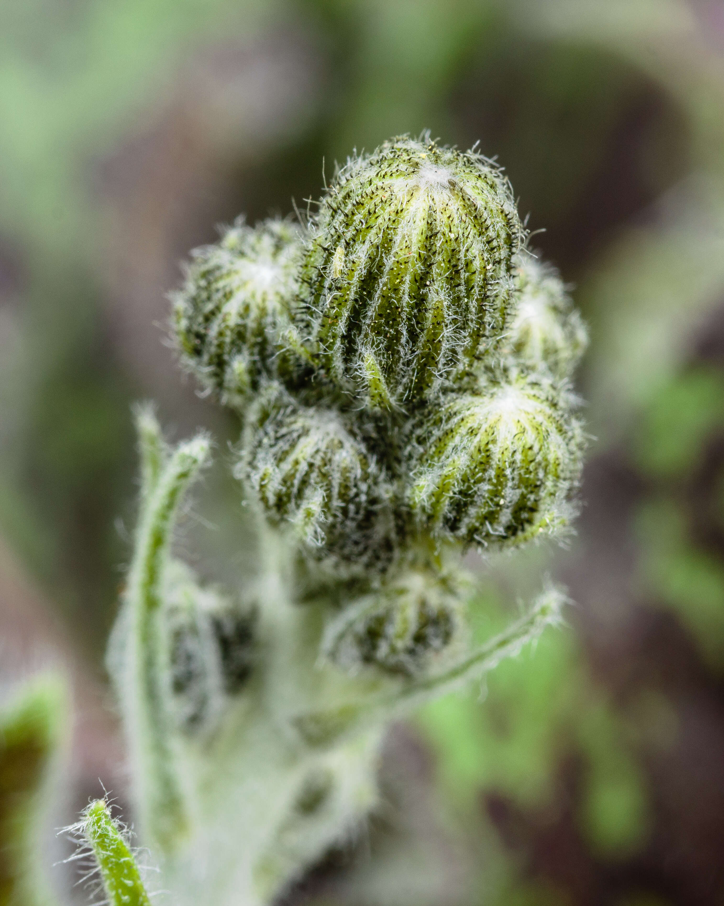 Image of spotted hawkweed