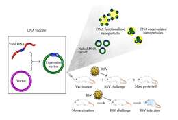 Image of Human respiratory syncytial virus