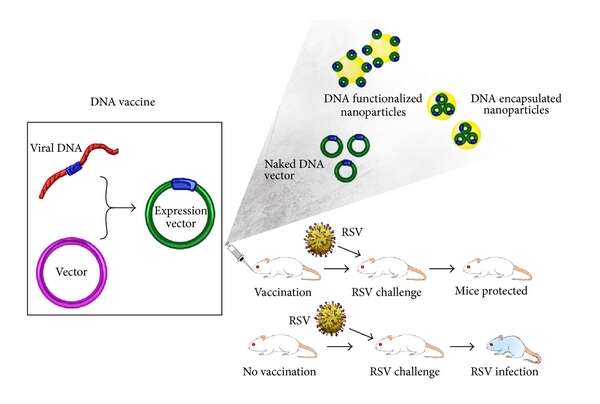 Image de Human respiratory syncytial virus