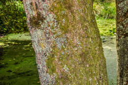 Image of Saw-tooth Oak