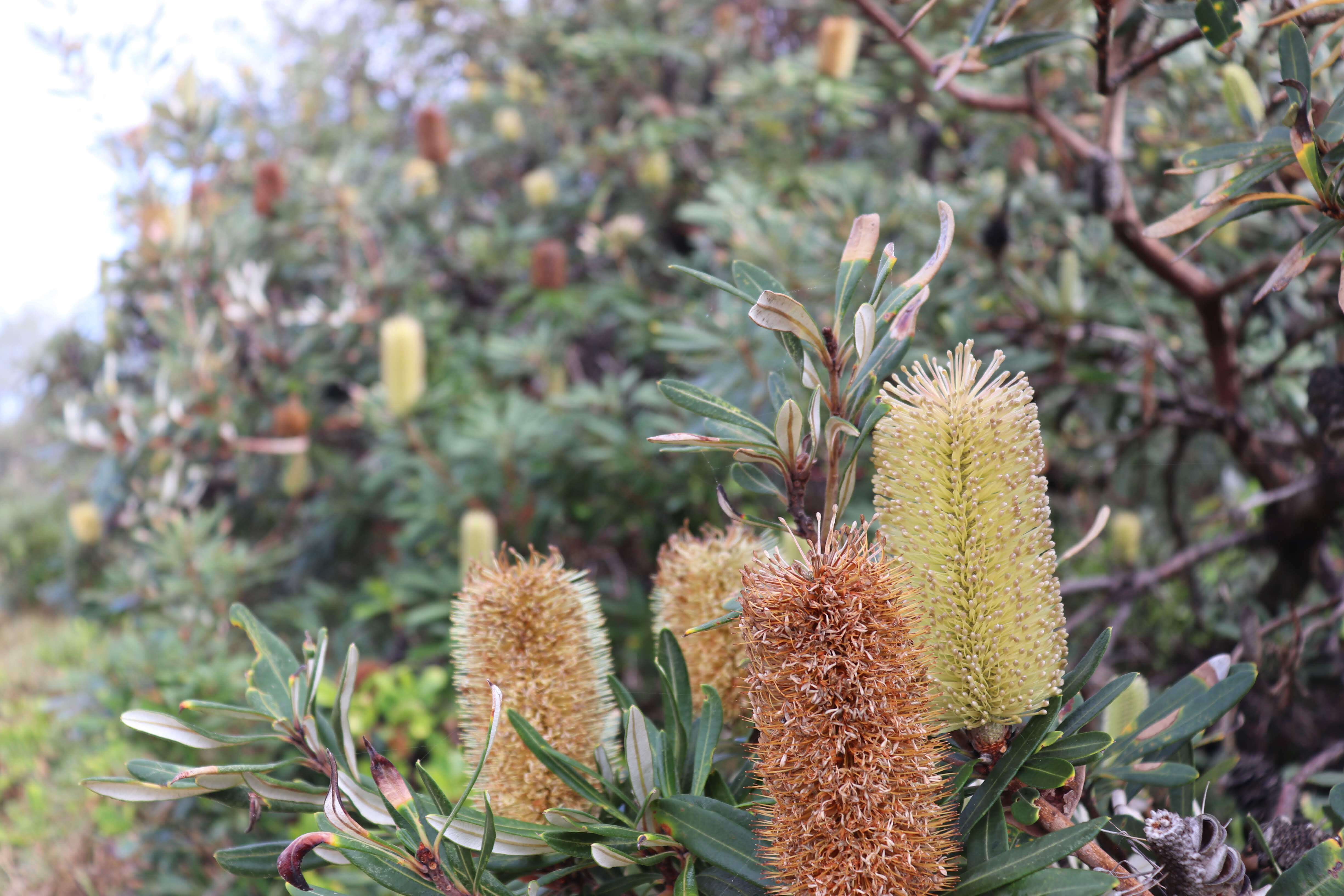 صورة Banksia